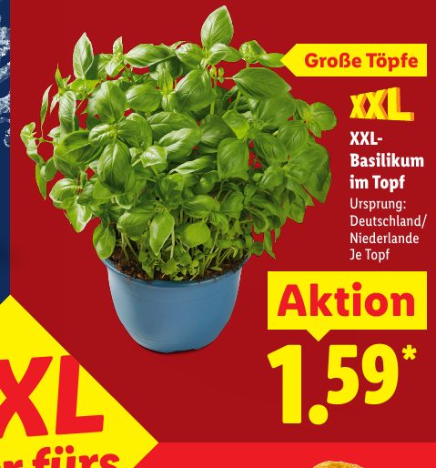 XXL- Basilikum im Topf