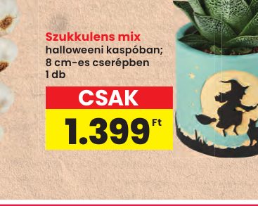 Szukkulens mix