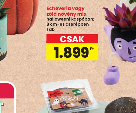 Echeveria vagy zöld növény mix