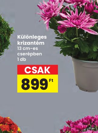 Különleges krizantém