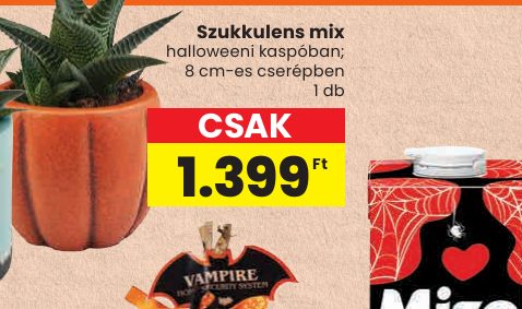 Szukkulens mix