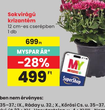 Sokvirágú krizantém