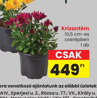 Krizantém