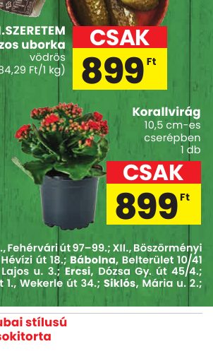 Korallvirág