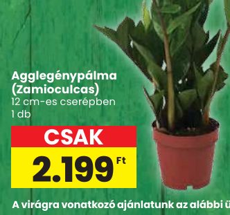 Agglegénypálma (Zamioculcas)